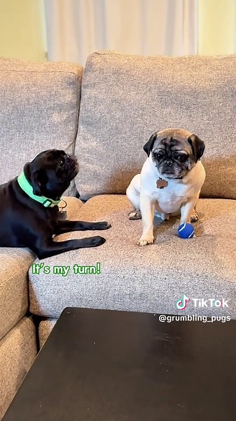 grumbling_pugs on TikTok
