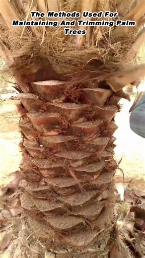 The Methods Used For Maintaining And Trimming Palm Trees