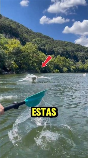 They were very surprised 🧐😨 #viralvideo #viralshorts #shorts #video #fyp