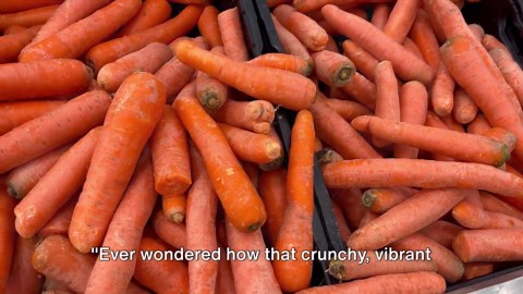 Sweet Carrot Journey: Harvesting, Processing, and Packaging Explained