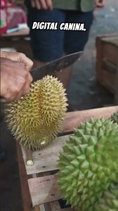 curiosidades porque os cachorros cheiram o traseiro do outro