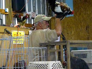 chicken auction millbrook alabama every sat 6;pm