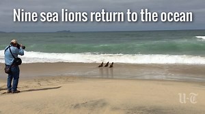 Sea World San Diego releases nine Sea Lions back into the ocean today in honor of #EarthDay | The San Diego Union-Tribune Photography