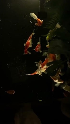 Singing fish#fishswimming #aquarium #fish