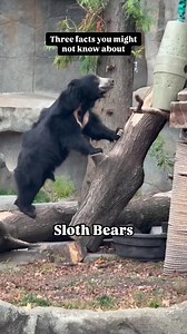 Meet the sloth bear—one of the eight species of bears around the world! Despite their name and slight resemblance to sloths, they aren’t actually related. Sloth bears have some amazing adaptions, like long, curved claws for digging into termite mounds and a gap in their upper teeth that helps them suck up insects straight from the ground! | Brookfield Zoo Chicago