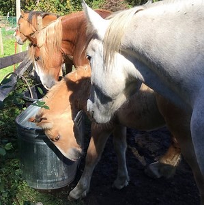 Easy Tips for Algae-Free Water Troughs & Less Cleaning