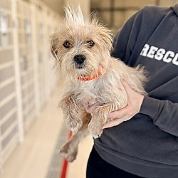 Chicago, IL - Cairn Terrier. Meet Ashley a Pet for Adoption - AdoptaPet.com