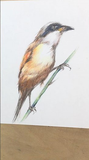 Colored Pencil Bird Drawing | Realistic Feather Texture and Color Layering Techniques#art #drawing