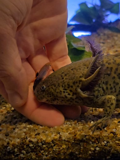 Axolotl Finds Heart in Right Spot: Feeding & Rescue Moment