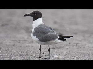 Laughing Gull