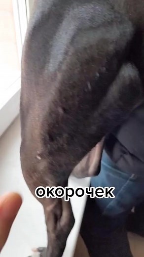 ПитбульГраф on TikTok