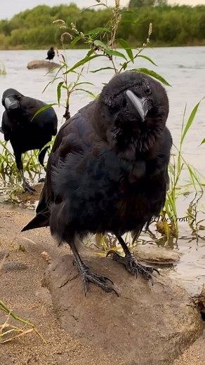 All this cawing and crying… our little one sure has a big attitude! 🐦‍⬛🖤 #rakasuthecrow #crow #crows #crowsofinstagram #crowlovers #lovecrow #corvid #corvids #peacefulmind #カラス #crowslife #junglecrow #ravensandcrows #crowpics #crowvideo #crowfriends #cutecrow #crowtherapy | Rakasu the Crow