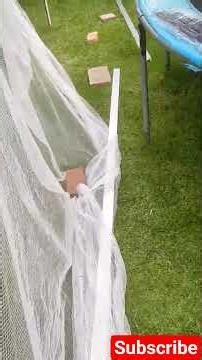 Aphids on my apple trees V early stage lady bugs. Who will win the war?