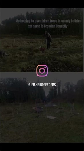 me brendan Connolly helping planting small birch tree Woods Co. Leitrim Ireland