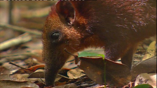 Did you know that elephant shrews never (ever) drink? #PlanetWild | Discovery Channel UK