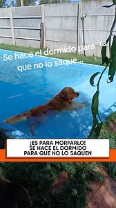 652K views · 19K reactions |  SIRIUS, EL PERRO QUE SE HACE EL...