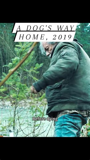 A Dog's Way Home, 2019 Family/Adventure movie clip #fyp #everyone #friends #followers #highlights | Ruby Ann Escasinas Escote