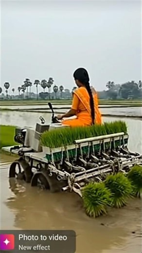 #Woman​ Driving Rice Planting Machine | Modern Farming Made Easy 🌾