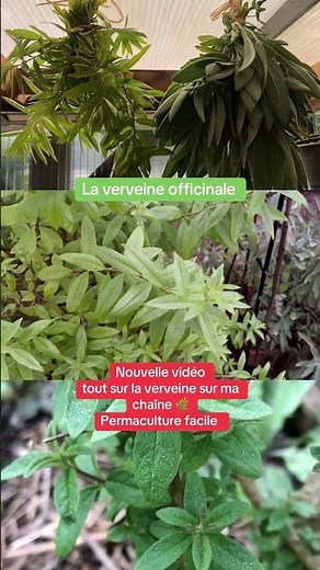 🌱 Le secret d’une verveine magnifique #jardinage #potagerbio #astucejardin #nature