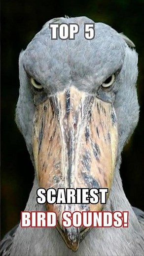 These 5 Bird Sounds Will Freak You Out!
