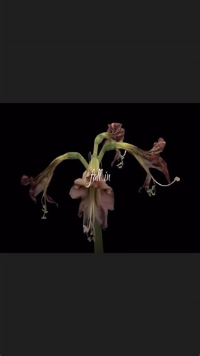 bu adamı sevmeyen gitsin