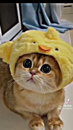 POV : kucing lucu ( part 1 )