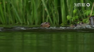 Size and strength are no match for social intelligence. | Nature | PBS