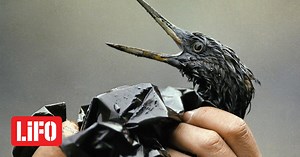 Εxxon Valdez: Η πρώτη ασύλληπτη θαλάσσια καταστροφή στην Αμερική | LiFO