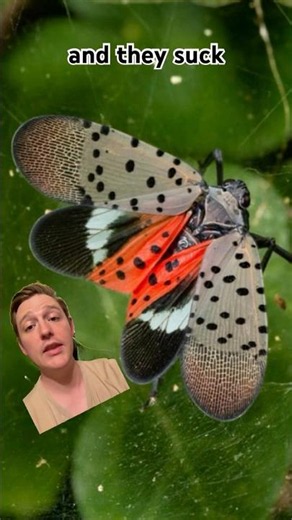 Invasive species explained fast | Spotted Lantern Fly