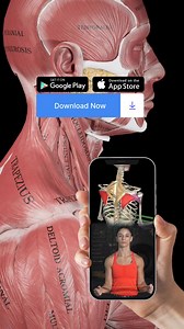 The anatomy of movement by #muscleandmotion Check out our apps and online courses✌️ | Muscle & Motion