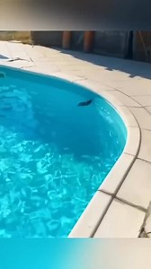 Rescued hedgehog brings surprise 🥺🥰 #cuteanimals #shorts #love #fyp #pet #Amaazing #kindness #Animals #foryou #reels #viral #fypシ #fyp #foryoupage #highlights | Covered Perfectly