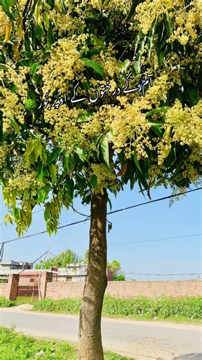 Beautiful mango tree #foryou #nature