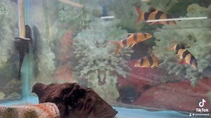 Meet the playful Clown Loaches! 🤡🐟 These vibrant and lively fish are always full of energy, bringing fun and movement to your tank. Watch them dart around and add a splash of joy to your aquarium! #ClownLoach #PlayfulFish #AquariumLife | Pet Zone Tropical Fish, San Diego, California