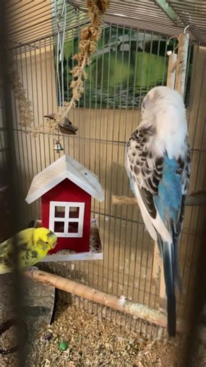 #shorts #birds #fyp