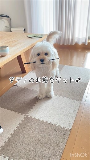 必殺仕事人新キャスト誕生#shorts #dogshorts #コッカプー #cockapoo #funnydog #minicockapoo #必殺仕事人 #わんこのいる暮らし #japan