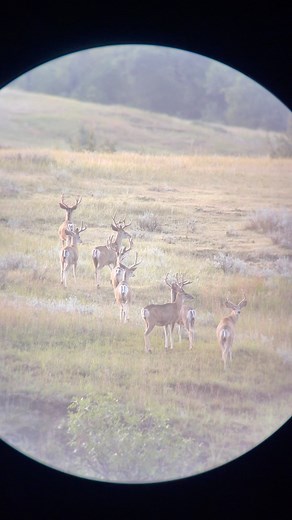 19 reactions | Summer scouting is so much better on a @rambo_bikes Found a couple groups of #muledeer bucks. Sure is fun finding them in their big bachelor groups, definitely an effective way to see what’s out there! #buckstormsd #muledeerhunting #velvetbucks #sdinthefield #summerscouting #buckstormhunts #hunting #deerhunting #hunt | Buckstorm | Facebook
