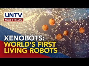 World's first living robots exhibit new way of self-replication