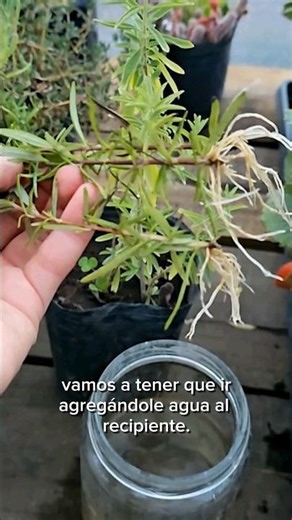 🌿Reproducir el ROMERO de manera infalible!! Así, nunca falla! suuuper Rápido y fácil! 💪😊