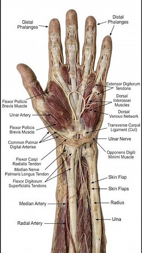 The Hidden Anatomy of the Human Hand | Every Tendon, Nerve & Muscle Explained 🖐️