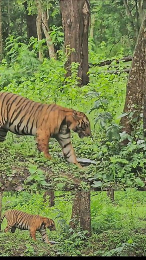 Near Wayanad wildlife sanctuary . . . tiger wayanad wildlife tiger nature kerala banglore highway | wayanadgram