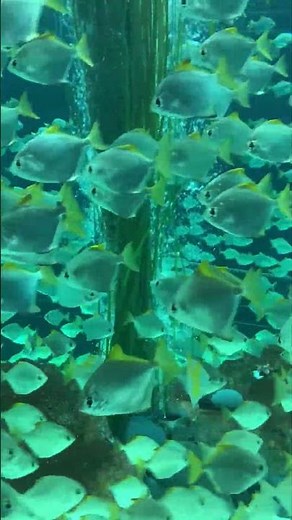 Reef Cam | Magical Aquarium Calm | Underwater Relax | Coral Fish Colorful Sea Life #kids#coral#reef