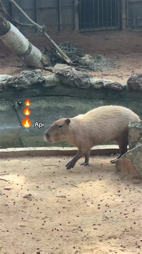 Exploring Api and Streaks in Travel