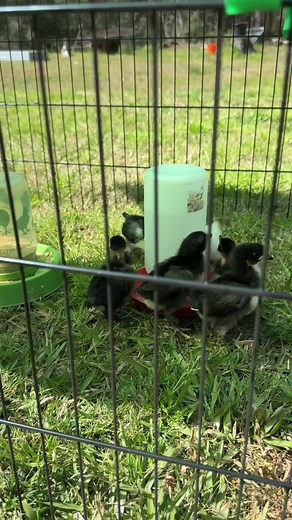 Portable Chicken Tractor Ideas for Baby Chicks