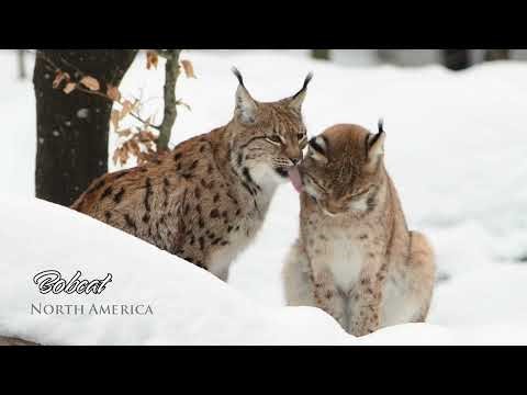 WILD North America! Discover the SECRET Animal Kingdom