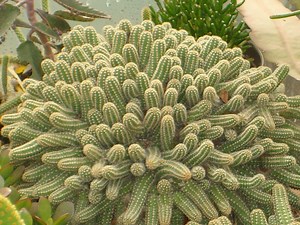 ▷ TODO sobre el cactus del Echinopsis chamaecereus. ¿Cómo son, etc