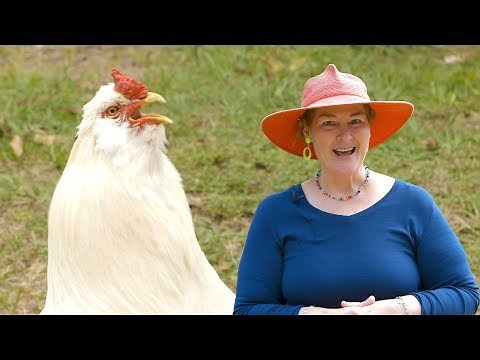 What do chickens eat?