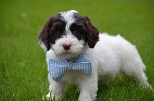 68K views · 438 reactions | Saying goodbye to a Springerdoodle litter is always bittersweet. Watch the puppies meet their new forever homes. | Springerdoodles | Facebook