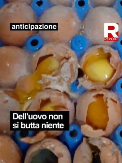 Nello stabilimento di Eurovo a Occhiobello, in provincia di Rovigo, le condizioni delle uova sono terribili, come emerge da una denuncia presentata da 58 lavoratori di cui è entrata in possesso di Giulia Innocenzi. Verrebbero lavorate uova con muffa, ai prodotti scaduti verrebbe cambiata l'etichetta e nel liquido d'uova sono stati trovati una carcassa di gallina e topi. Eurovo, contattato da Report, mette