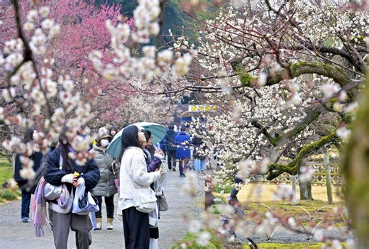 【茨城新聞】春の訪れ告げる香り　水戸の梅まつり開幕　偕楽園と弘道館　茨城