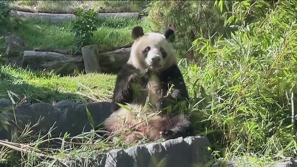 Yun Chuan and Xin Bao | Giant pandas make their public debut at the San Diego Zoo